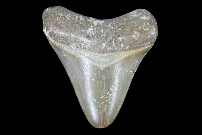 Bone Valley Megalodon Tooth - Florida #99874